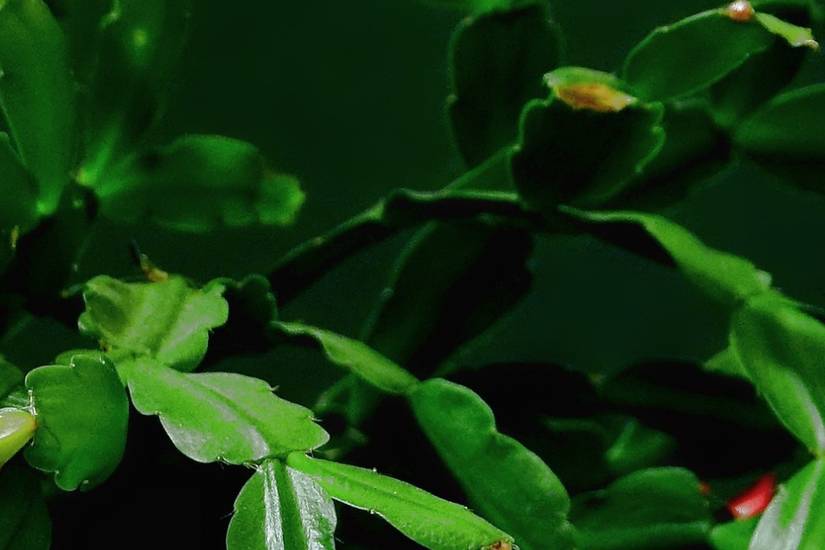 5 Common Problems With Your Christmas Cactus