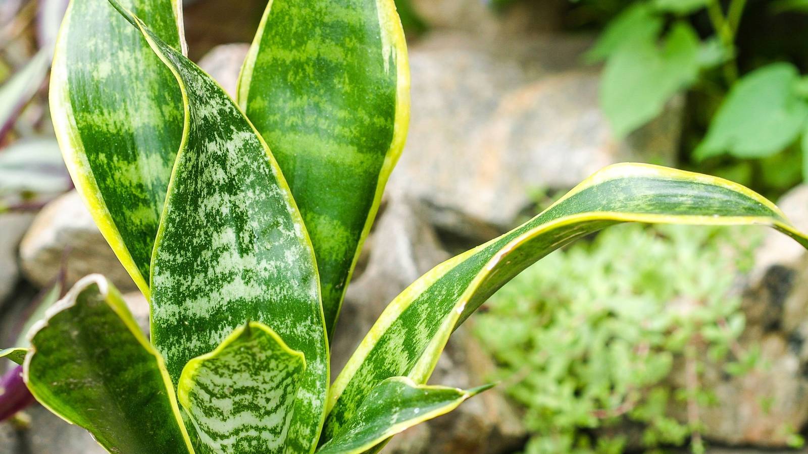 Can Snake Plants Live Outside in Winter?