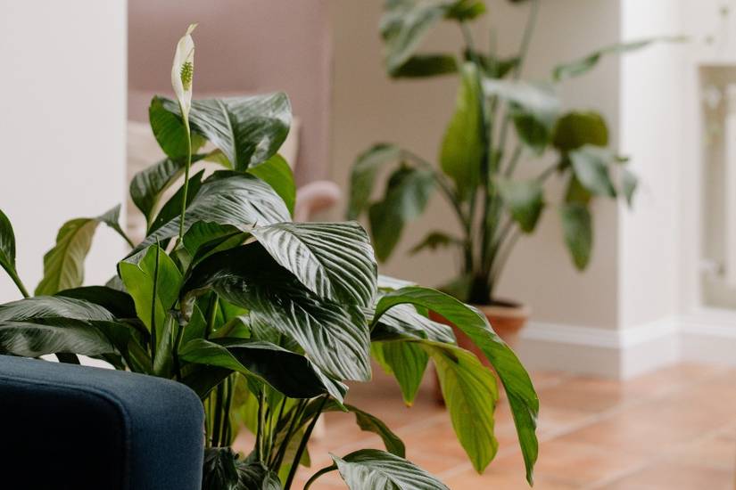 7 Benefits of Having a Peace Lily in Your Home