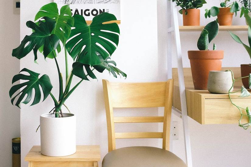 philodendron mojito Syngonium Mojito – Carnivero main image 1