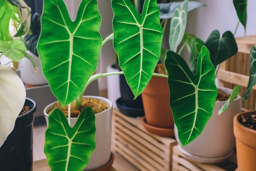 How to Care for Your Elephant Ear Plant
