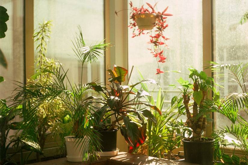 What Is the Best Temperature for Houseplants?
