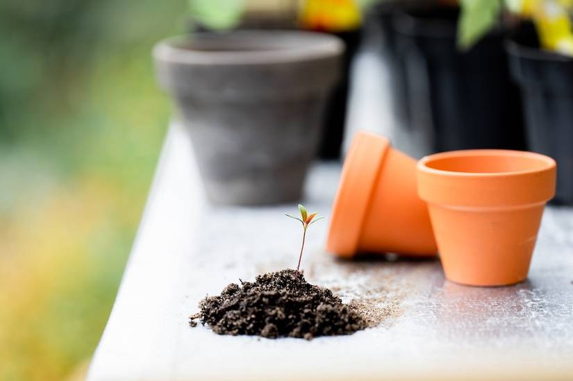 Seed Starting Mix vs Potting Soil: What's the Difference?
