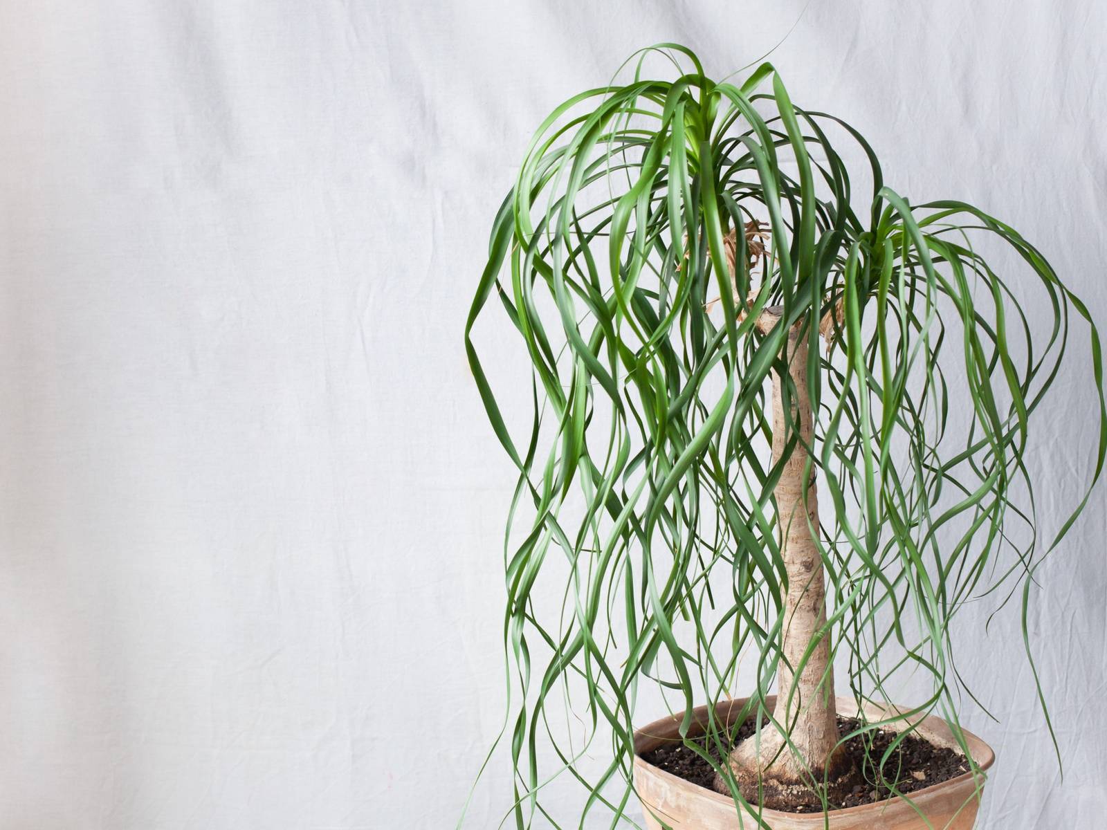 ponytail palm for sale near me Ponytail Palm