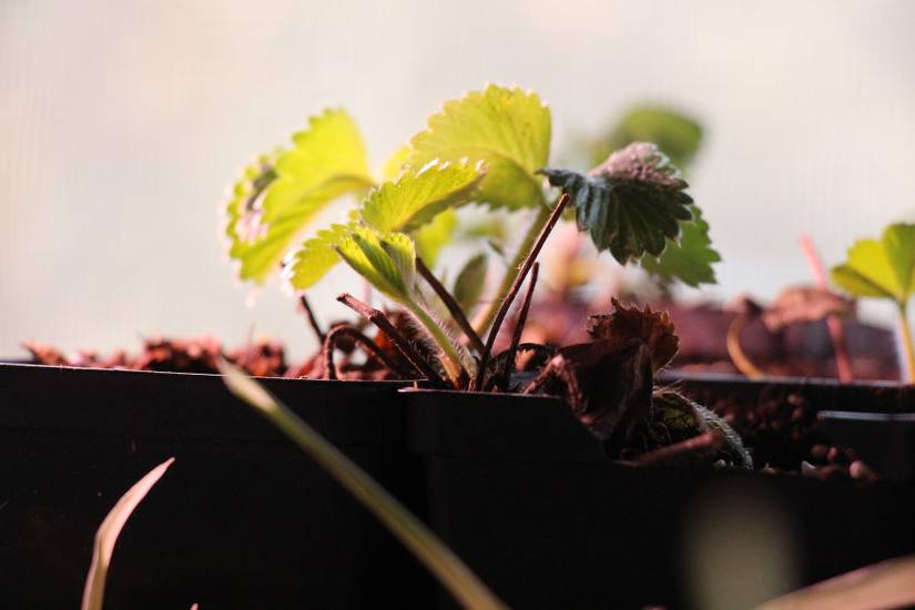 How To Put Your Strawberry Plants To Bed For Winter
