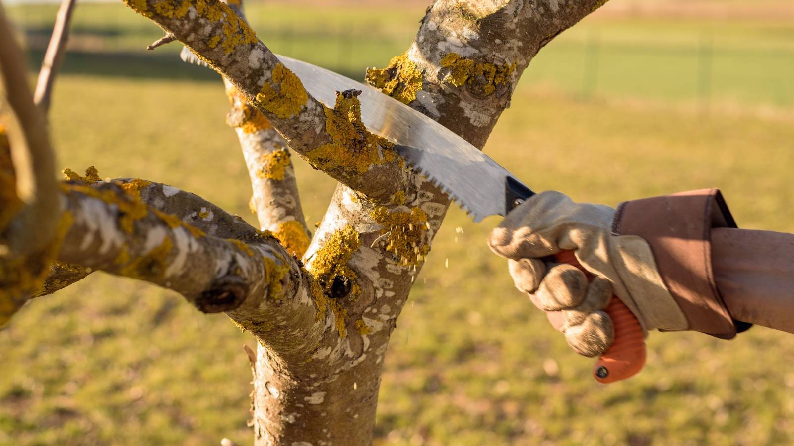 How To Prune Apple Trees In Winter