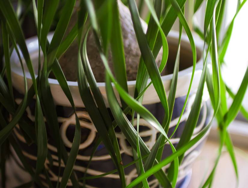 variegated spider plants Small Spider Plant in Earl Grey Eco Pot
