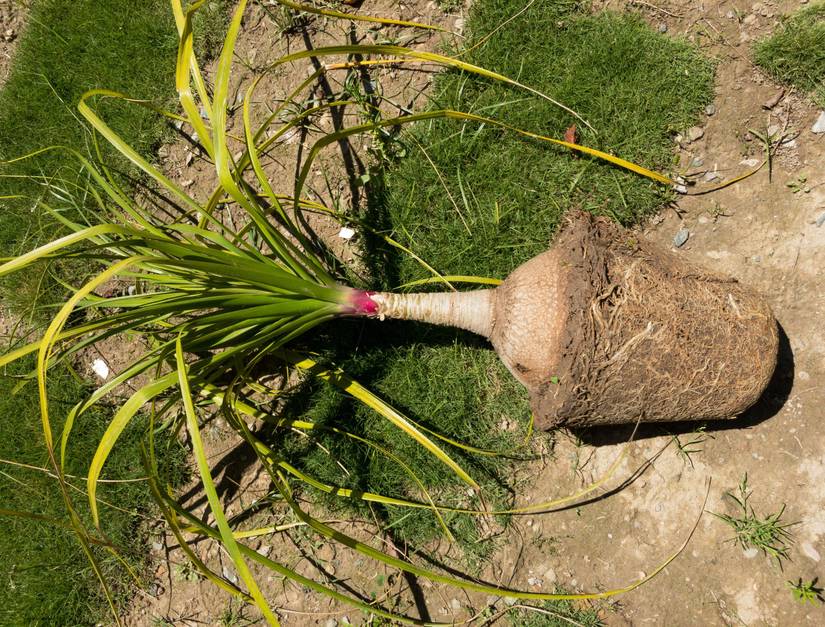 How To Care for Your Ponytail Palm