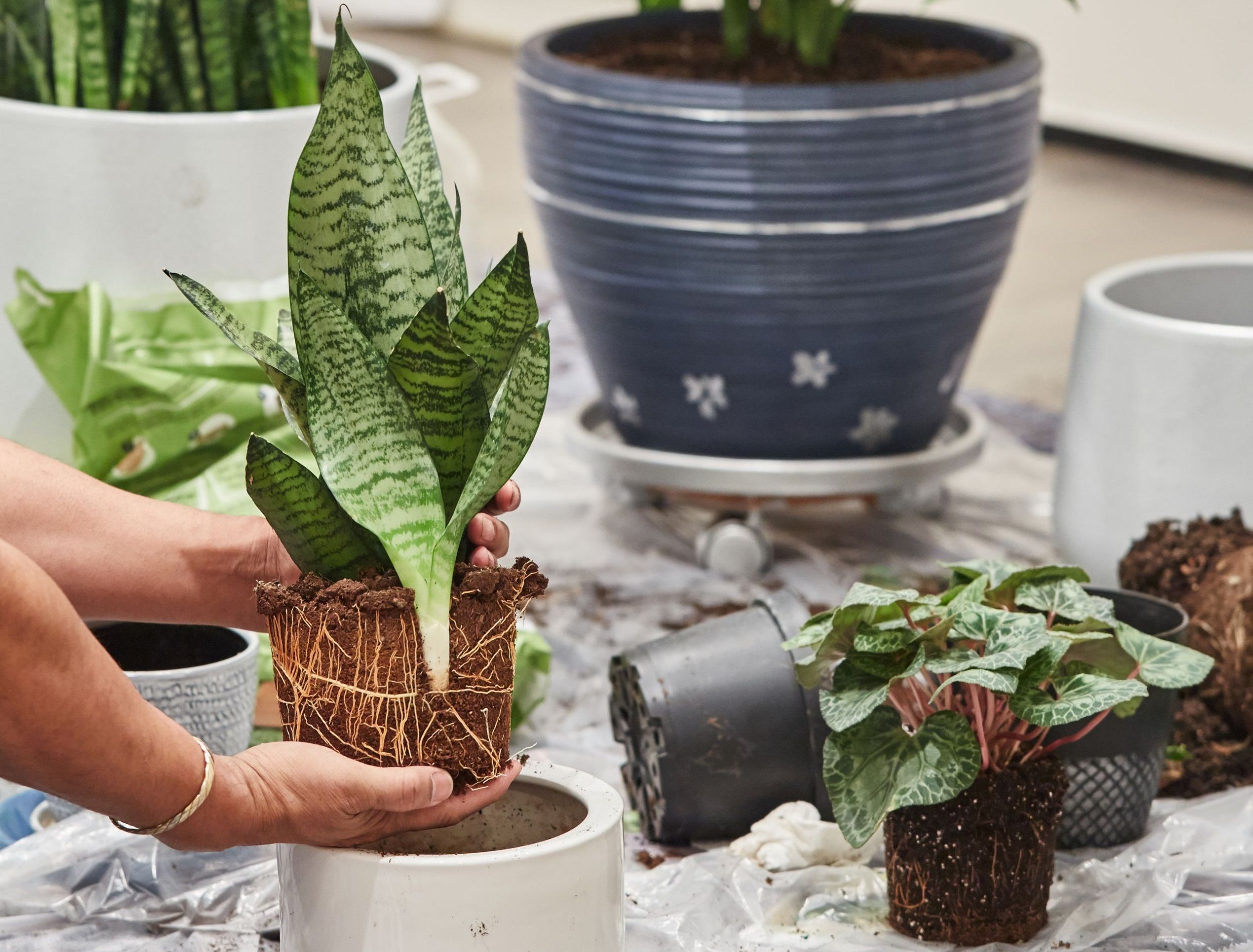 How To Repot Your Snake Plant