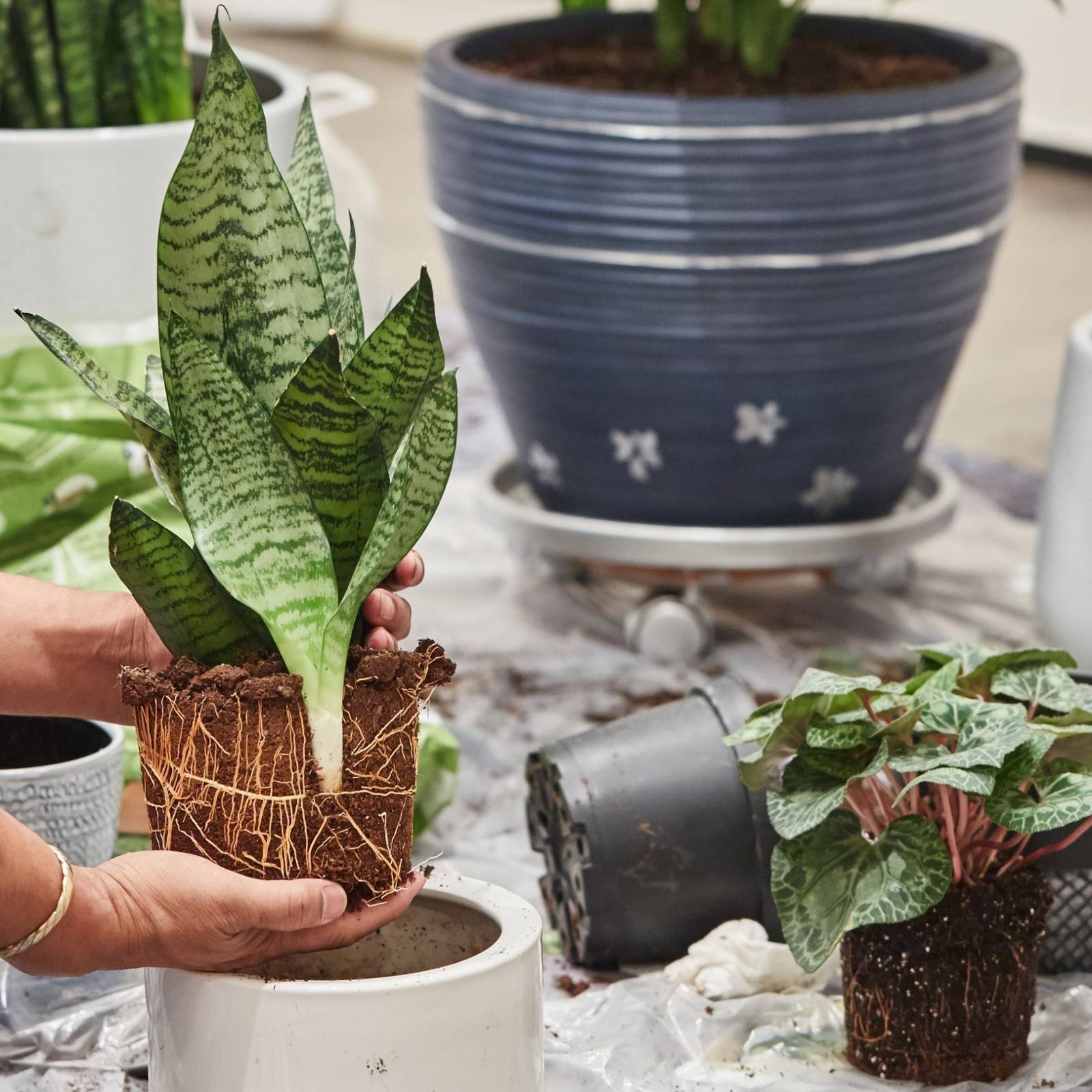 aglaonema blanca Aglaonema Super White 4” – Rare Foliage Plant Co main image 0