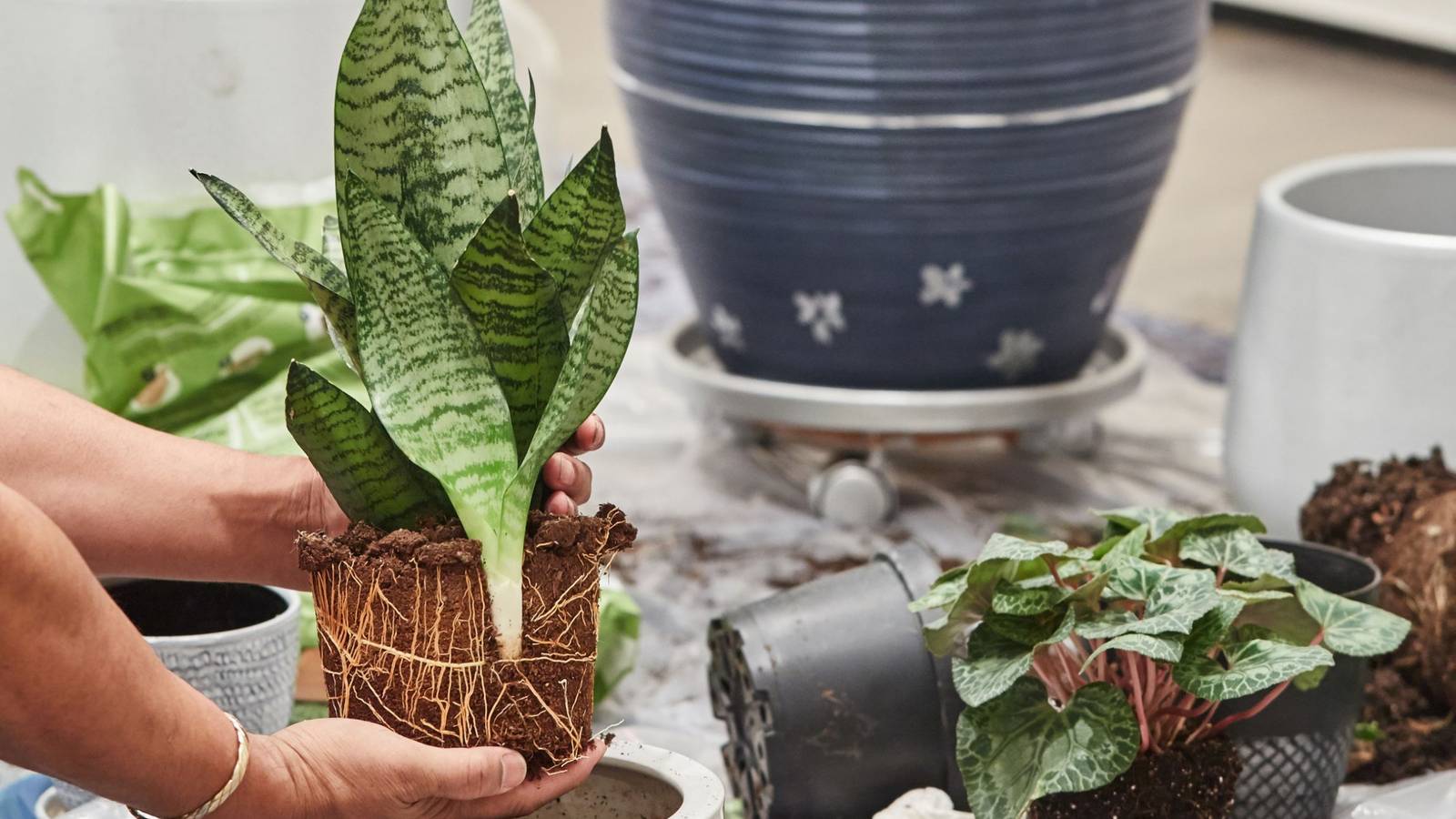 snake plant photo SANSEVIERIA GREEN SNAKE PLANT – Plantology Lab Trading main image 0