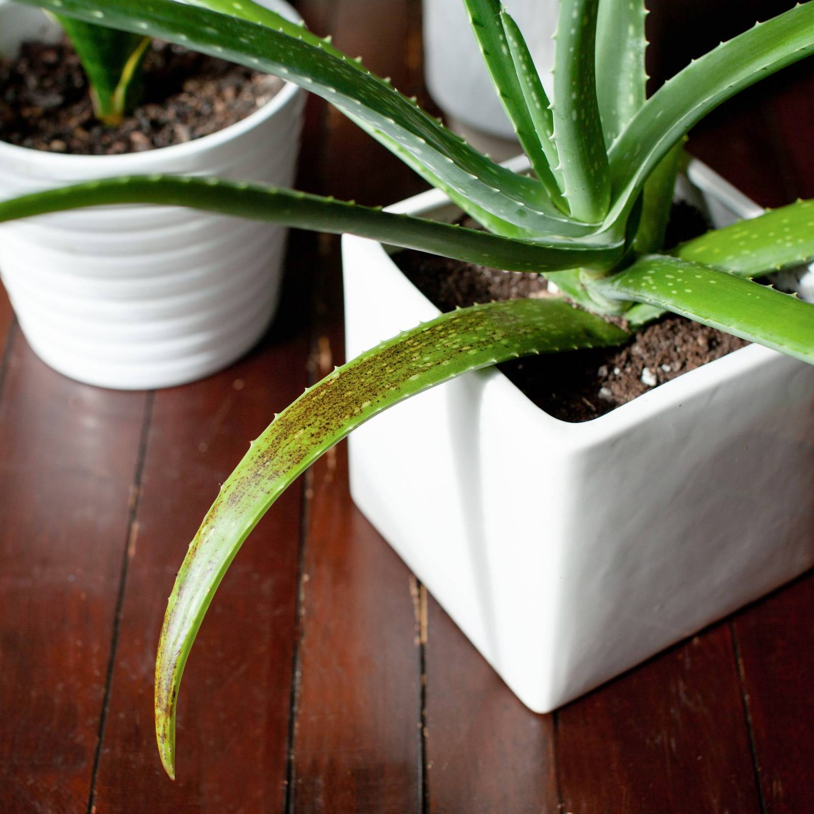 soqu aloe vera SOQU Aloe jemné pleťové tonikum s aloe vera 29g – Shinfood