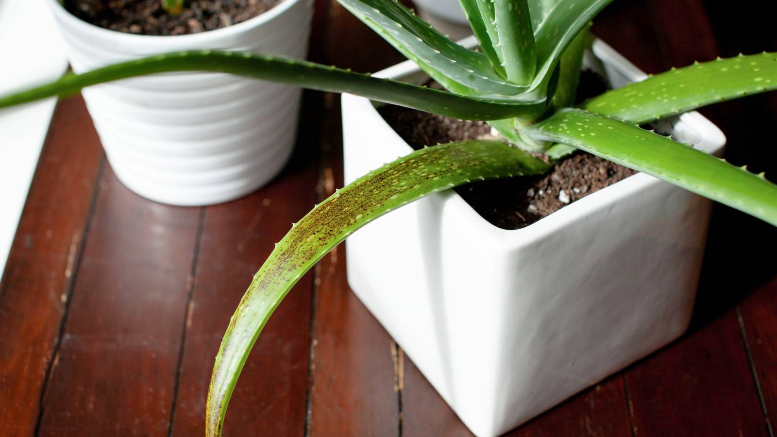 Why Your Aloe Plant is Drooping