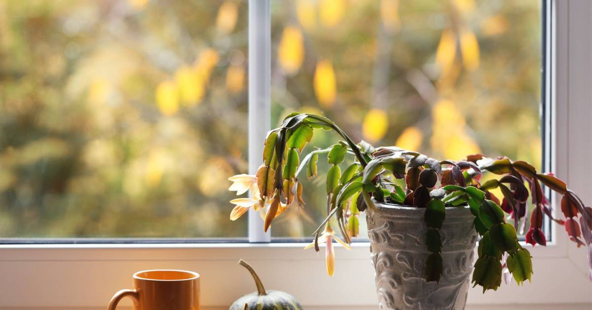 5 Common Problems With Your Christmas Cactus