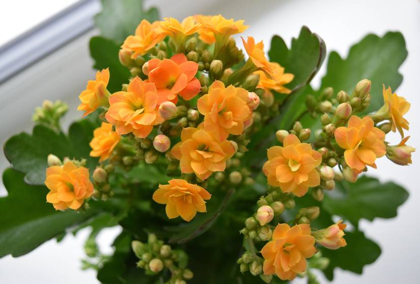 good smelling plants for indoors Buy 5 Best Fragrant Plants online from Nurserylive at lowest price