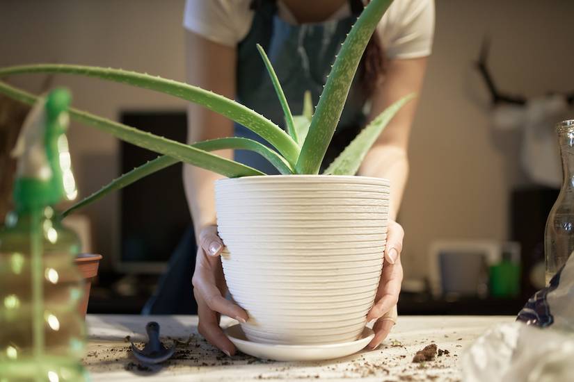 best potting mix for indoor plants Good Dirt Indoor Potting Soil Mix