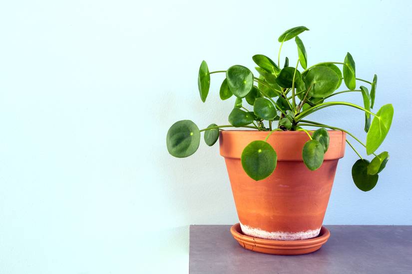 6 Benefits of Having a Chinese Money Plant in Your Home