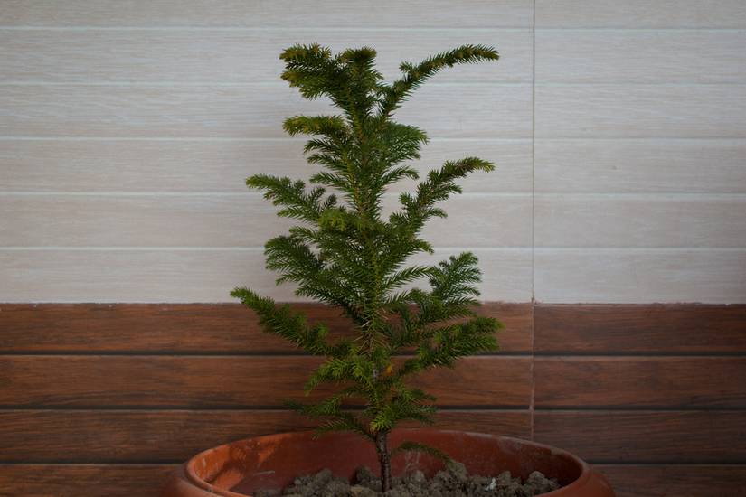 How to Grow and Care for Norfolk Island Pine