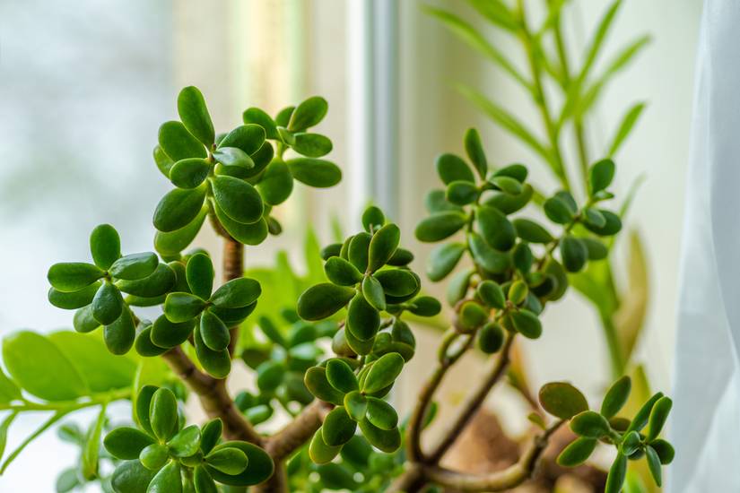Why There Are White Spots On Your Jade Plant