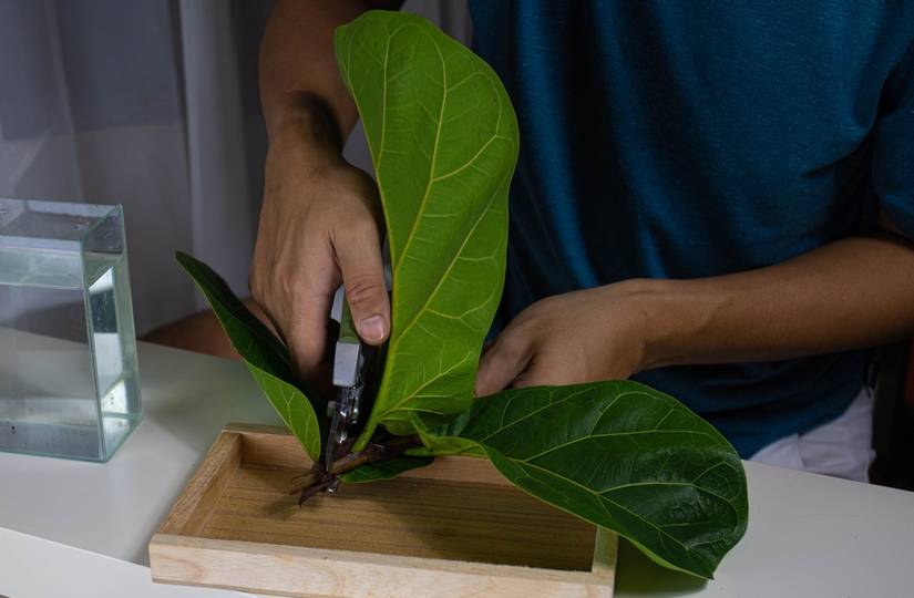 How To Prune Your Fiddle-leaf Fig