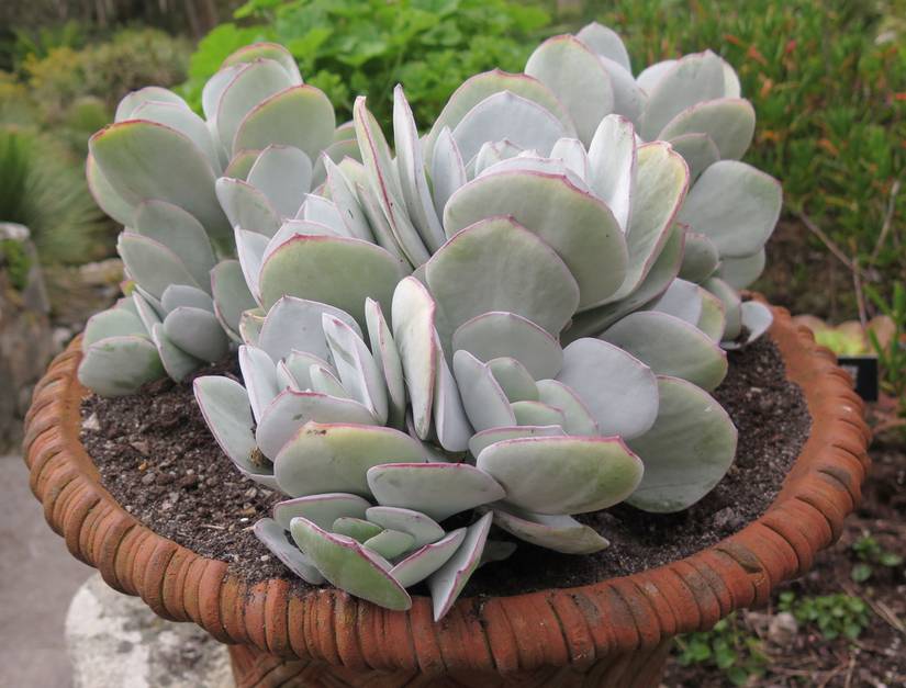 How to Care for Your Jade Plants