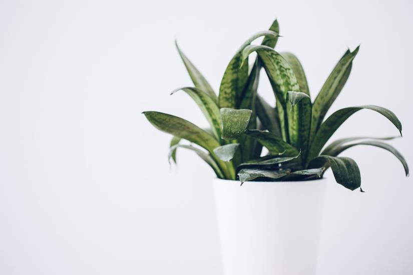 Can Snake Plants Live Outside in Winter?