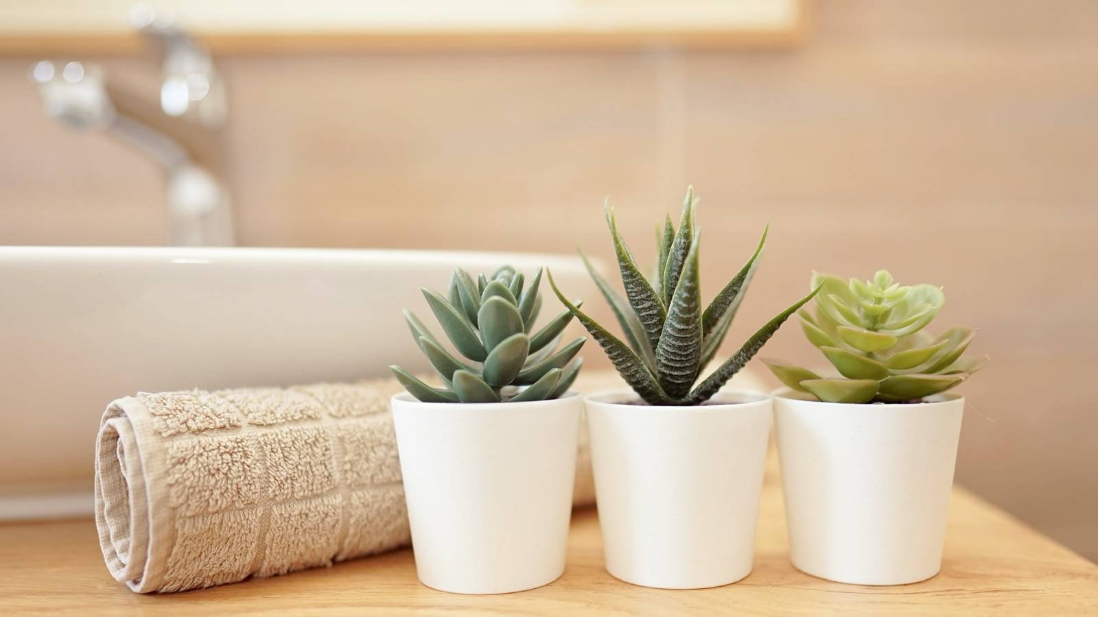 Avoid These 3 Houseplants in Your Bathroom