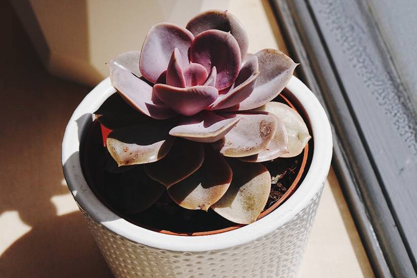 Why Your Succulents Are Leggy or Stretched