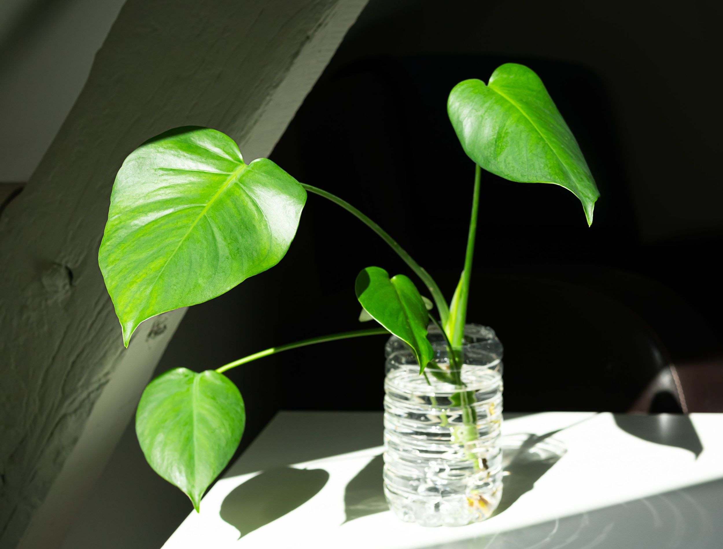 How to Propagate Monstera Deliciosa From Cuttings