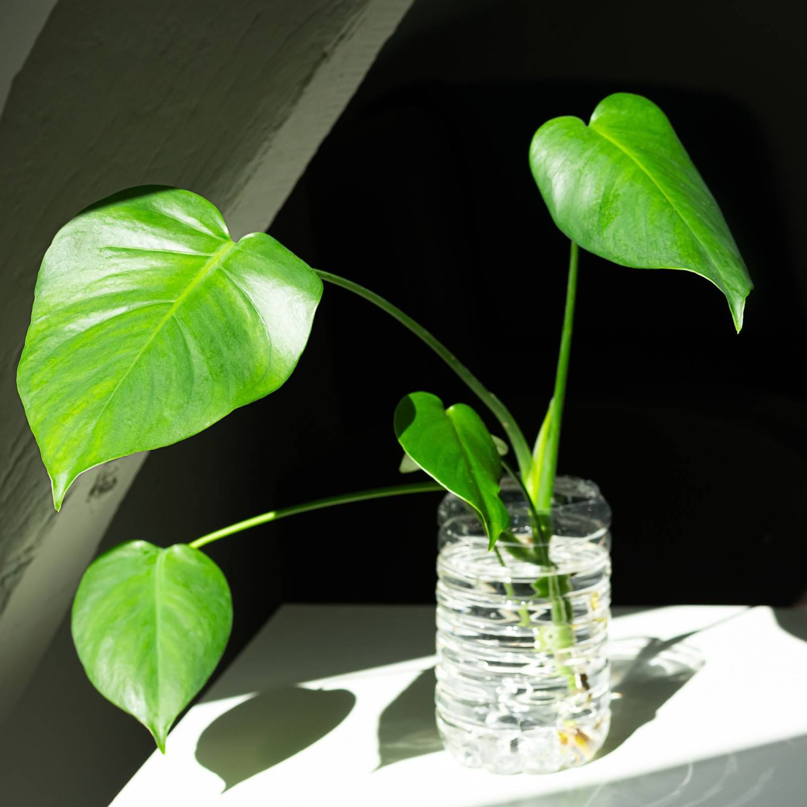 philodendron erubescens white wave Enchanting White Princess Philodendron main image 1