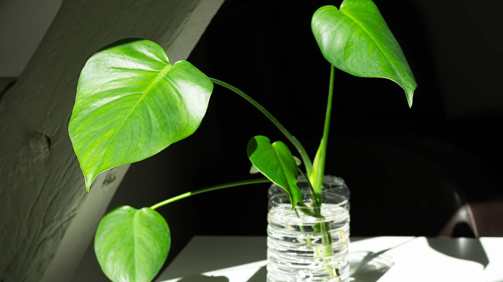 How to Propagate Monstera Deliciosa From Cuttings
