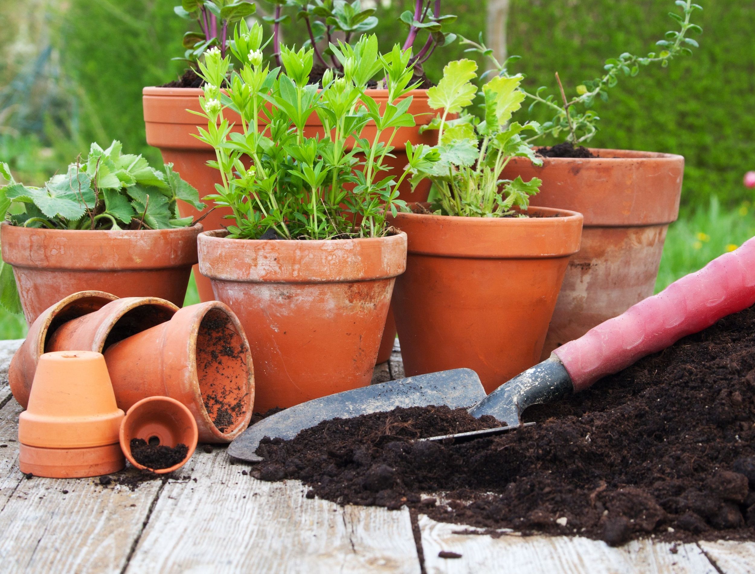 Are Terracotta Pots Good For Plants?