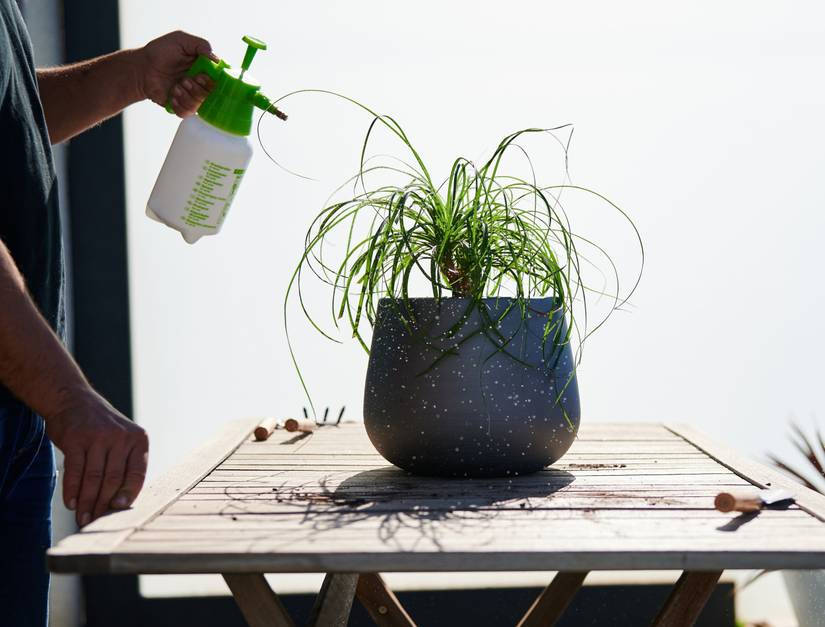 How To Care for Your Ponytail Palm