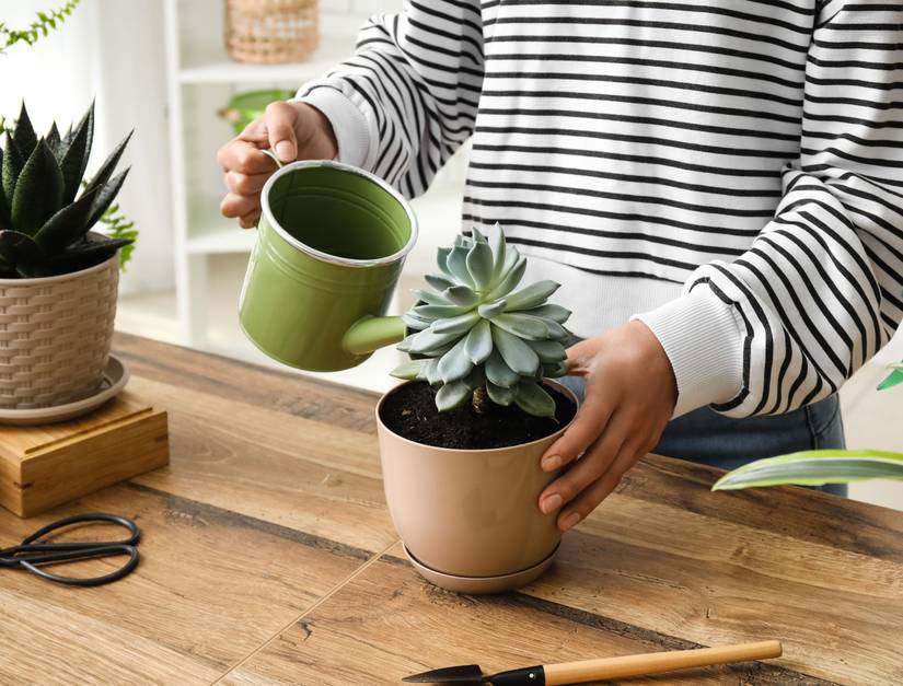 How Often Should You Water Succulents?