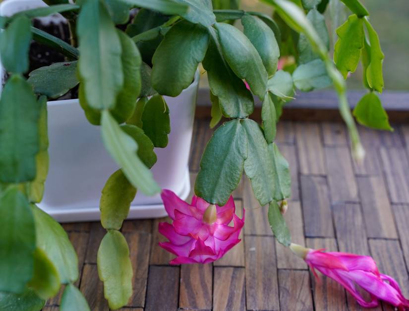 How To Grow and Care For Your Christmas Cactus