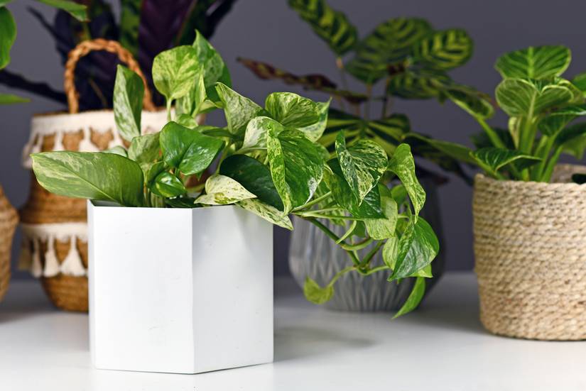 mini pothos Pothos Mini Mint main image 1