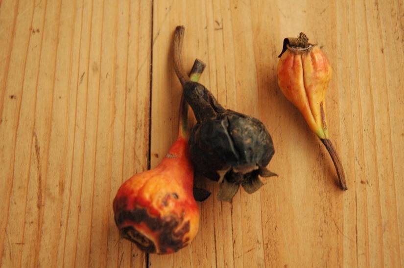 How To Grow Roses From Seeds