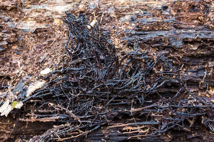 How To Identify and Prevent Root Rot