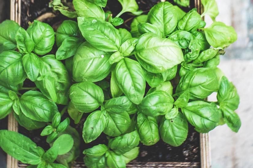 How to Prevent and Treat Downy Mildew on Basil