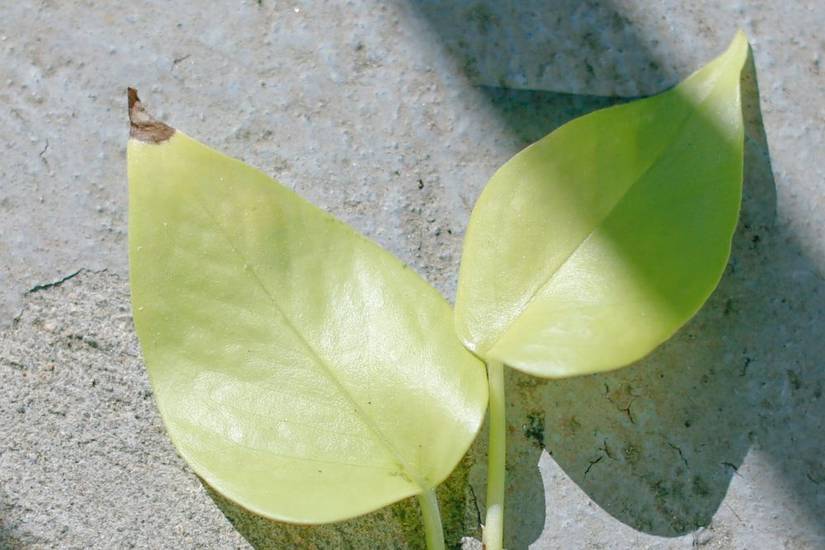 Why Your Pothos Leaves Are Turning Yellow