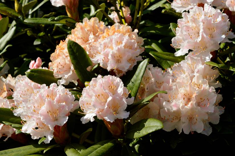 When To Prune Rhododendrons