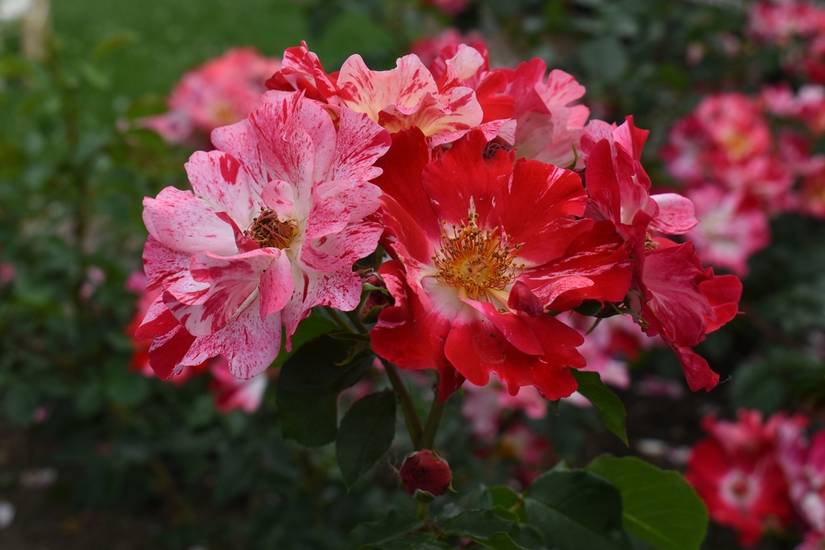 11 Types of Roses To Grow in Your Garden