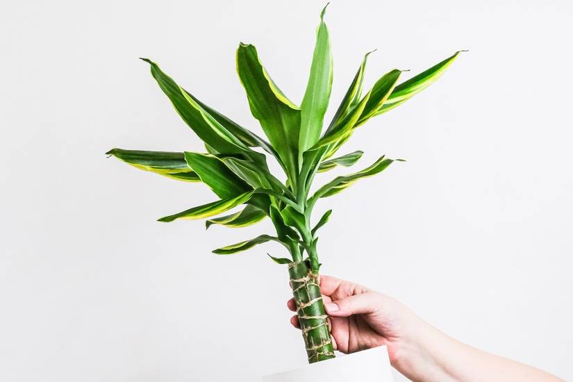 How Often Should You Water Your Dracaena Plant