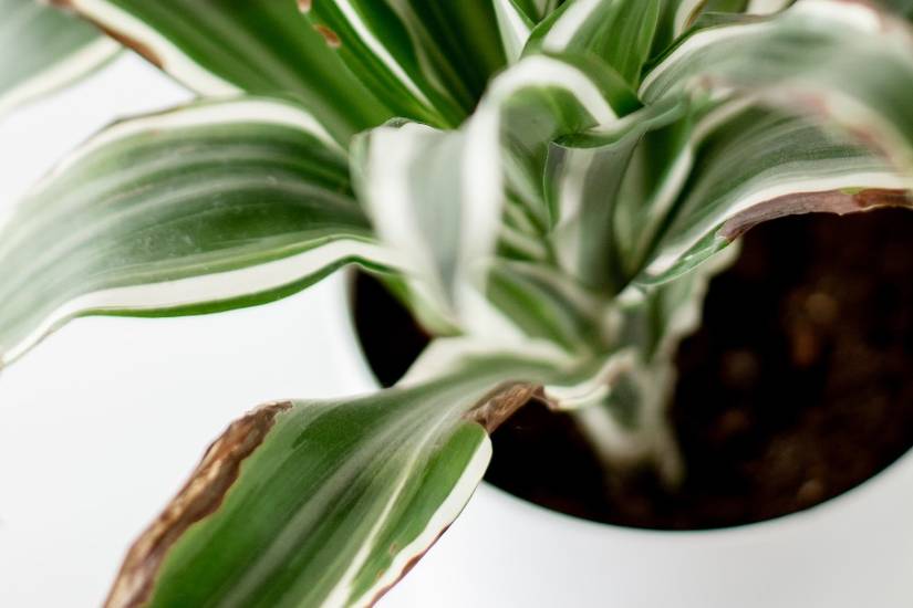 How Often Should You Water Your Dracaena Plant