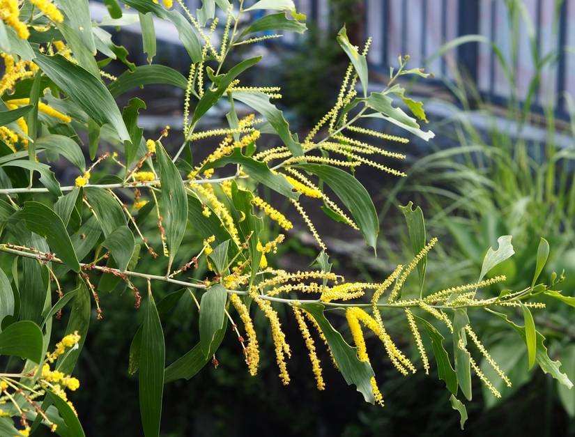 7 Invasive Trees To Avoid Planting in Your Yard