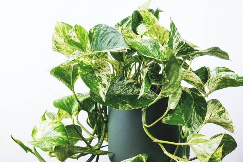 5 Plants That Naturally Increase Indoor Humidity
