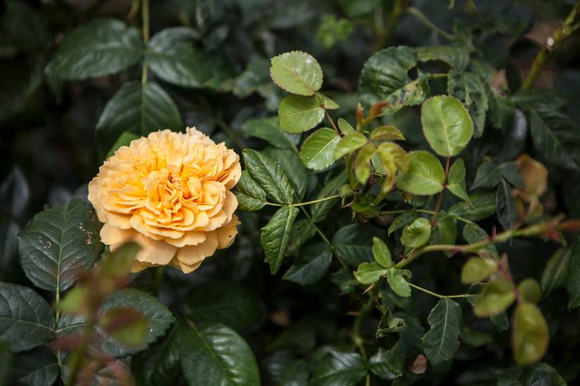 Tuke Roses 11 Types of Roses To Grow in Your Garden