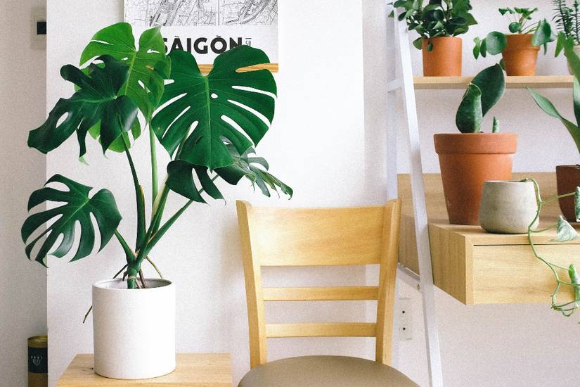 How To Repot Your Monstera Plant
