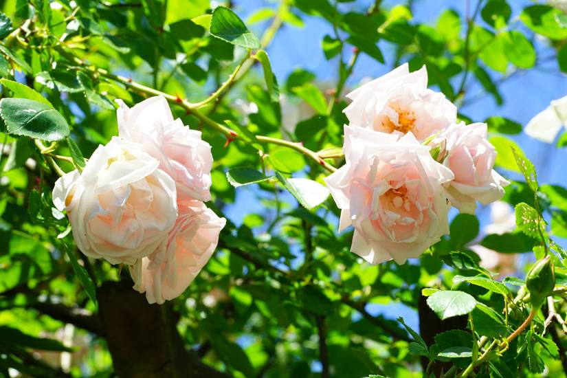 Nd Roses 11 Types of Roses To Grow in Your Garden