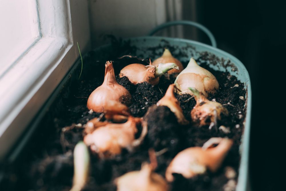 Growing onions indoors in containers